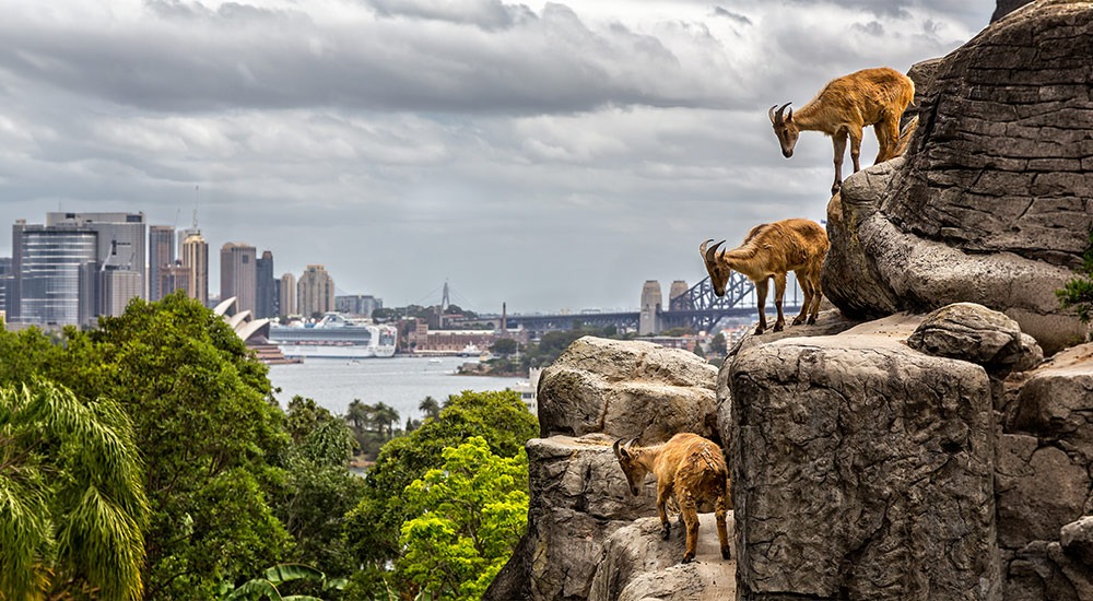 Taronga zoo goats with harbour in the background